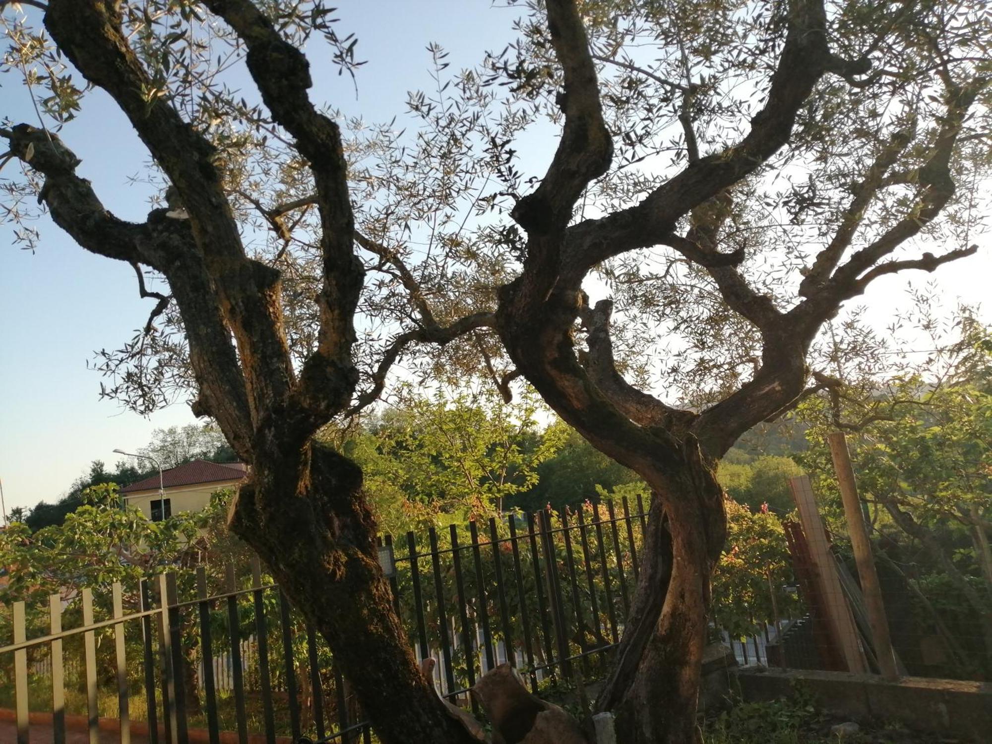 B&B Villa Milena Ariano Irpino Esterno foto